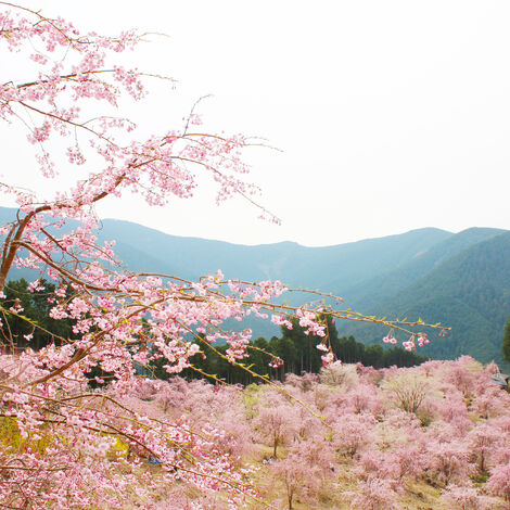 吉野桜AC
